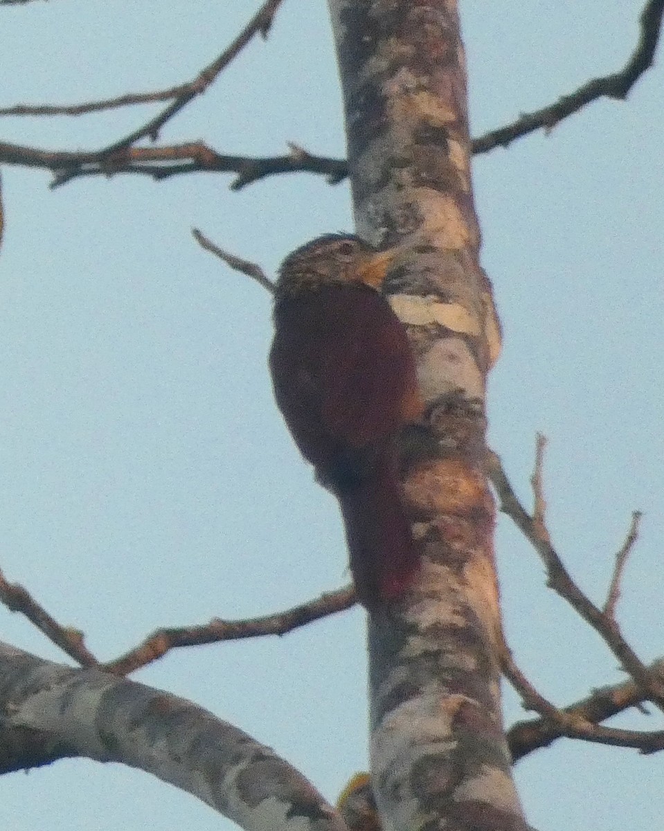 Straight-billed Woodcreeper - ML599784861