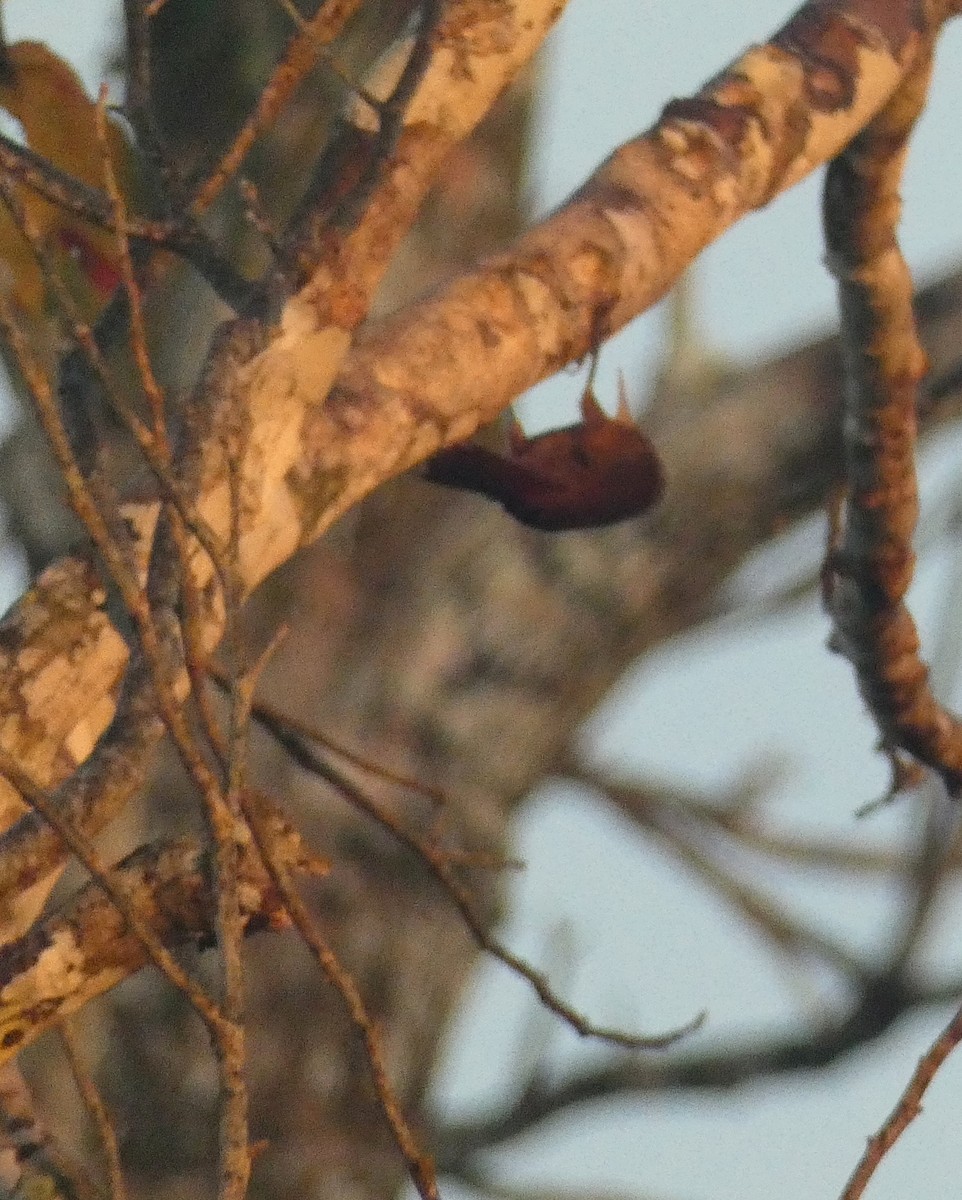 Straight-billed Woodcreeper - ML599784971