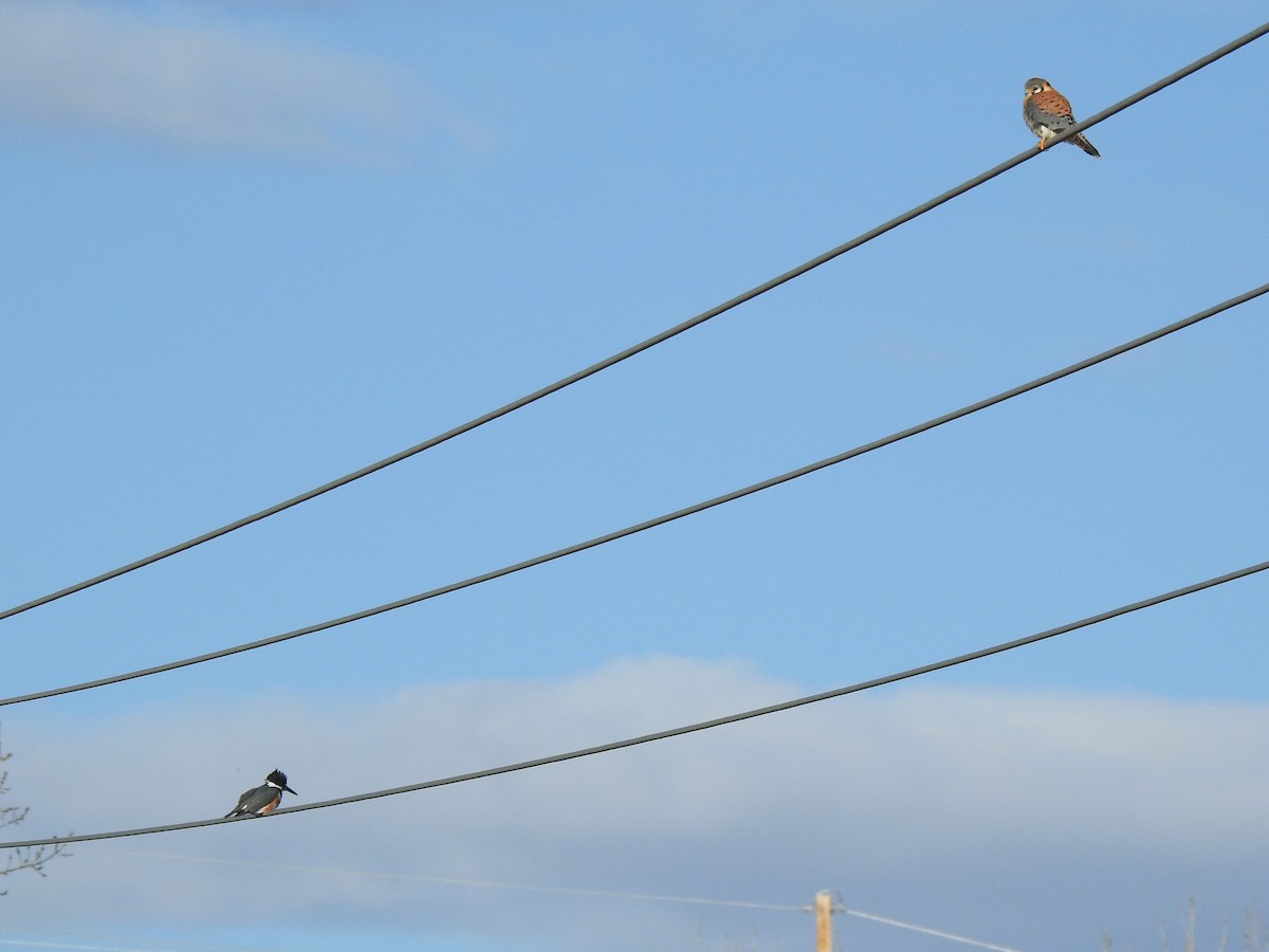 American Kestrel - ML599785111