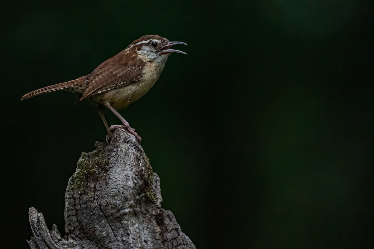 Carolina Wren - ML599786351