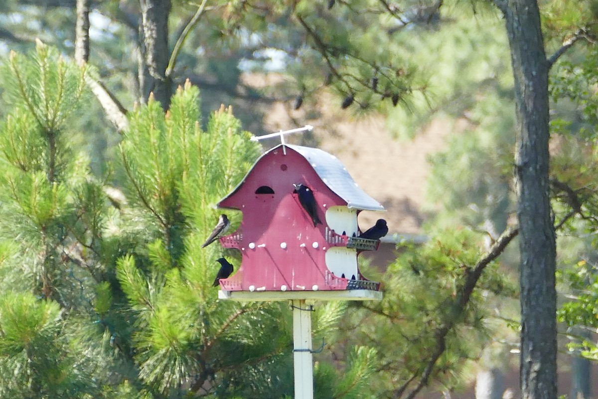 Purple Martin - ML59978681