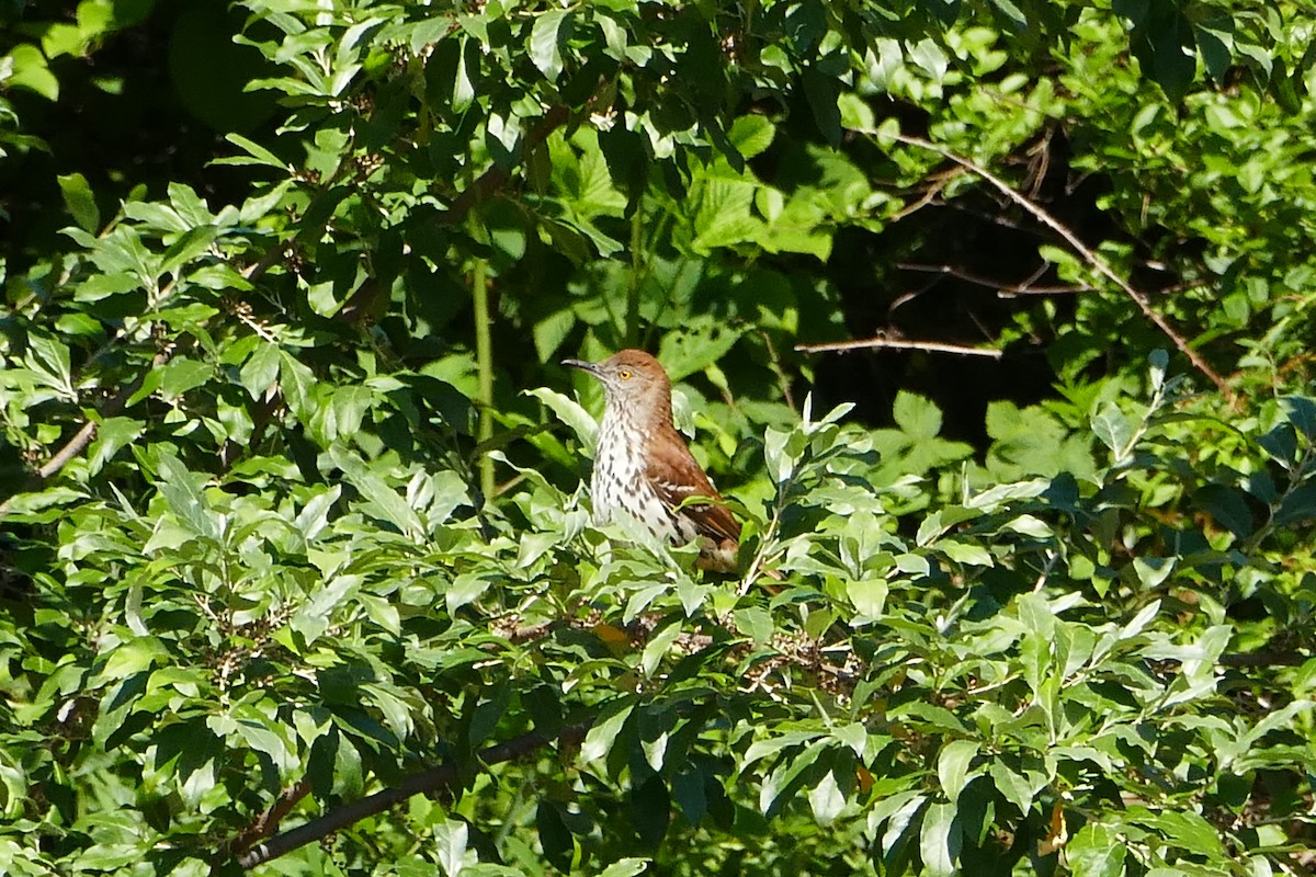 Brown Thrasher - ML59978701