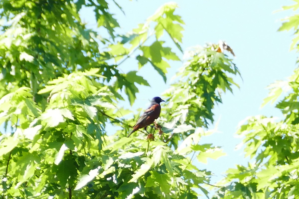 Orchard Oriole - Peter Kaestner