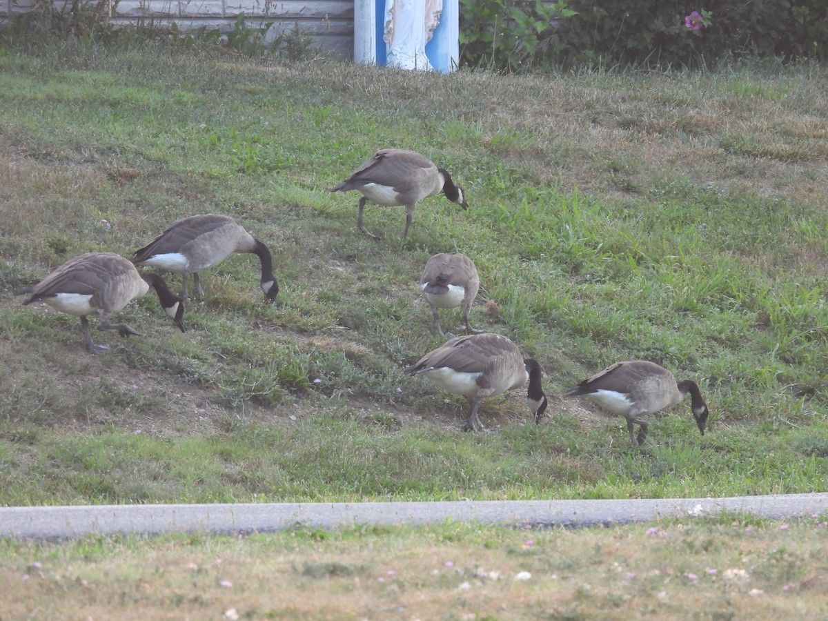 Canada Goose - ML599787421