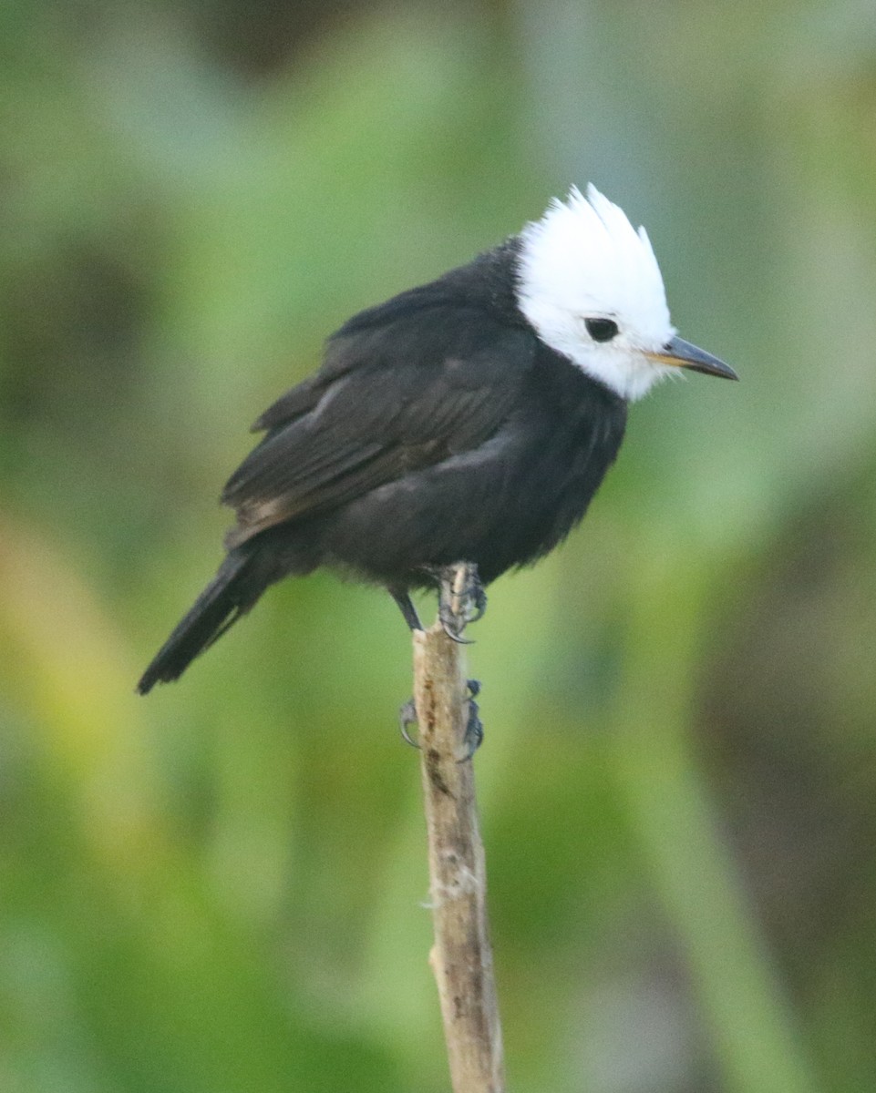 White-headed Marsh Tyrant - Rick Kittinger