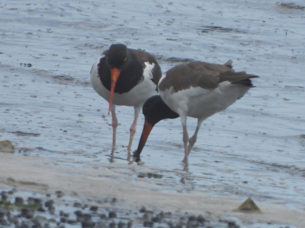 American Oystercatcher - ML599787631