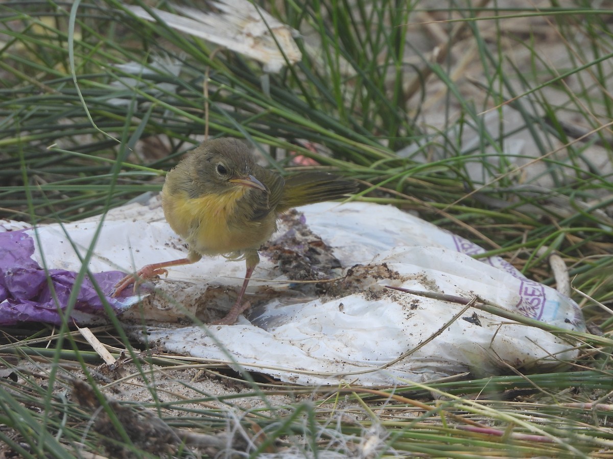 Common Yellowthroat - ML599787901