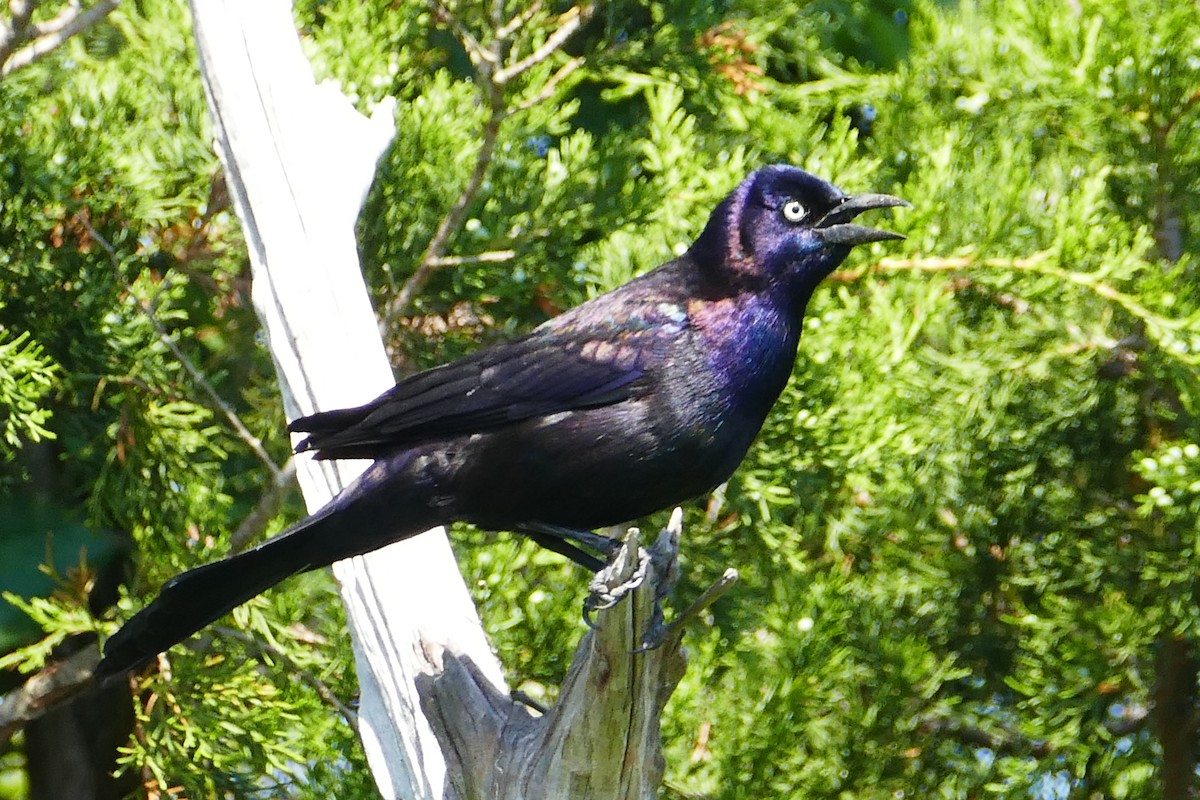 Common Grackle - ML59978791