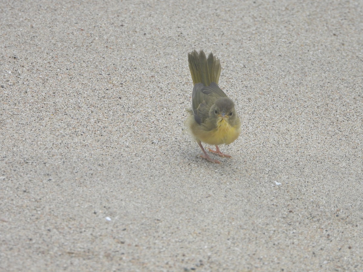 Common Yellowthroat - ML599787991