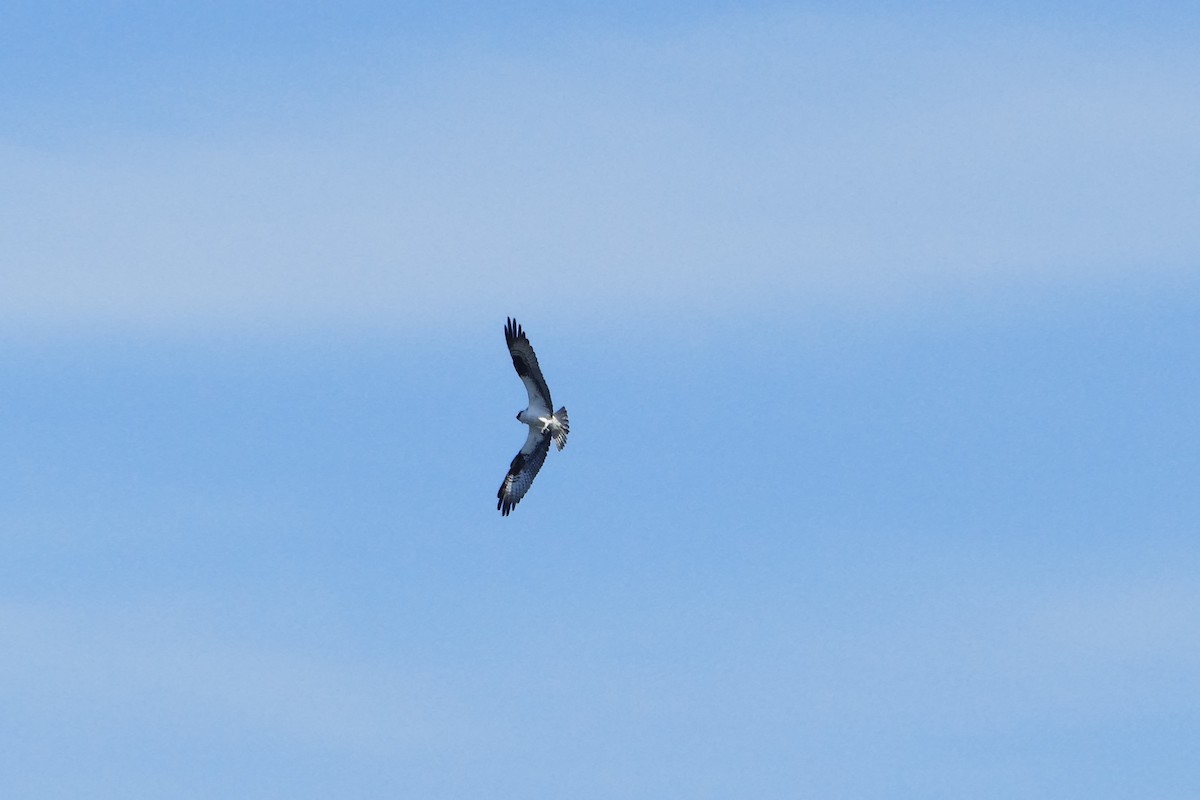 Águila Pescadora - ML59978801