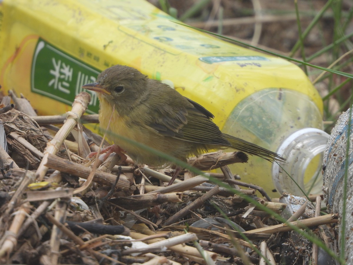 Common Yellowthroat - ML599788051