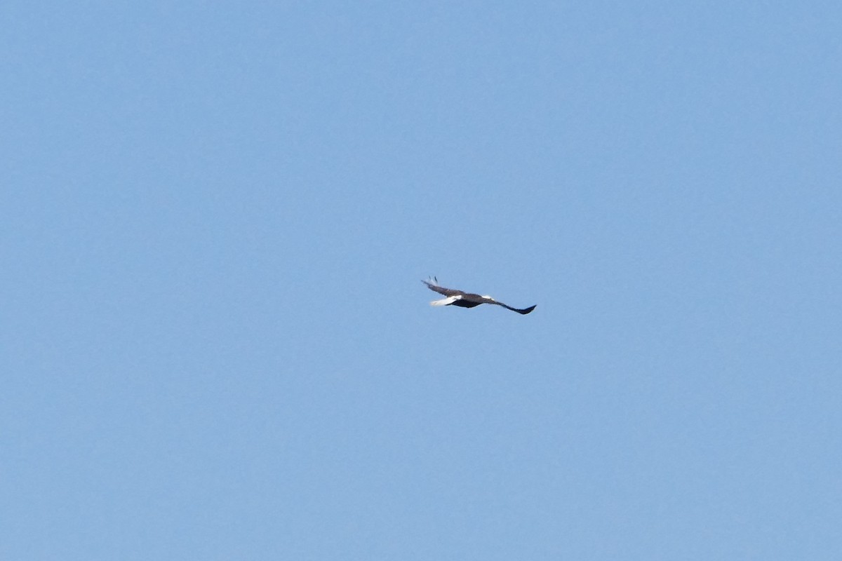 Bald Eagle - ML59978821