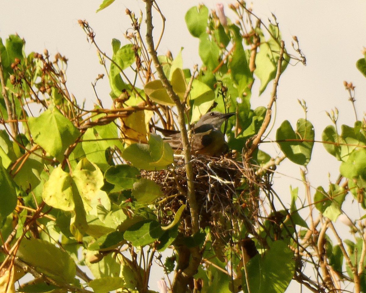 Tropical Kingbird - ML599789451