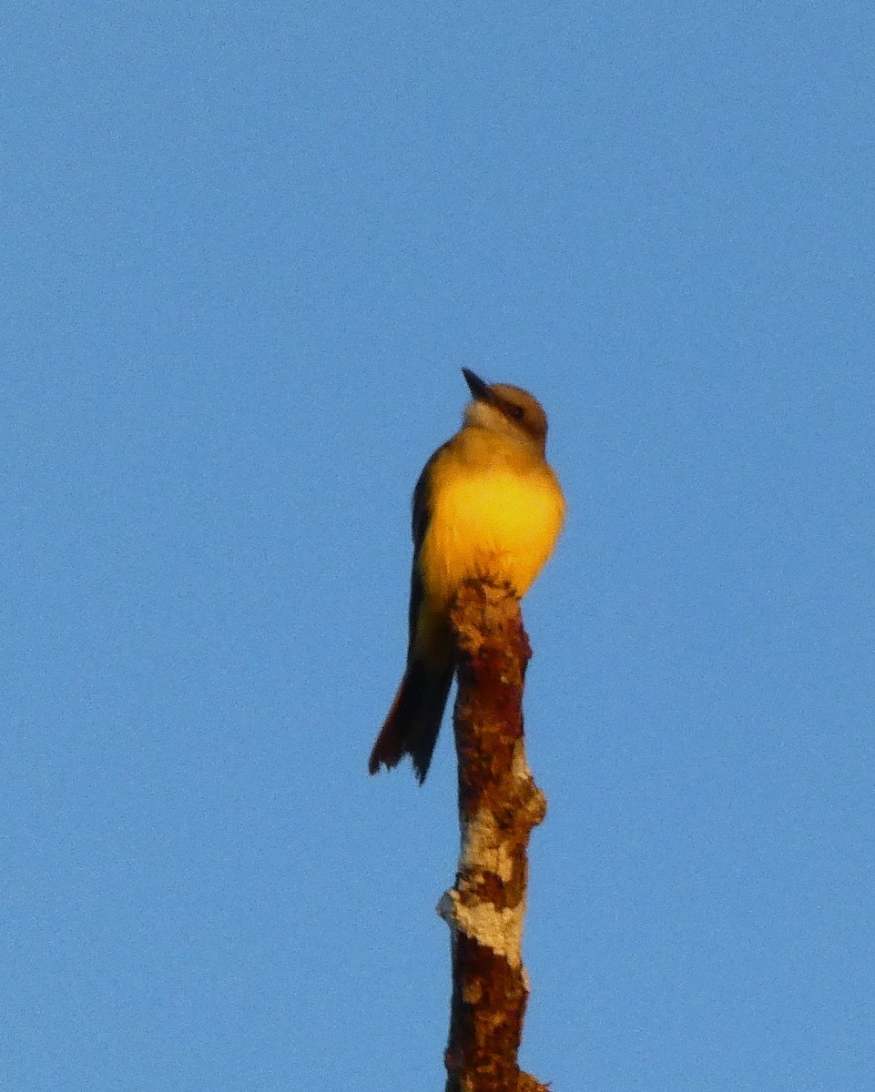 Tropical Kingbird - ML599789481