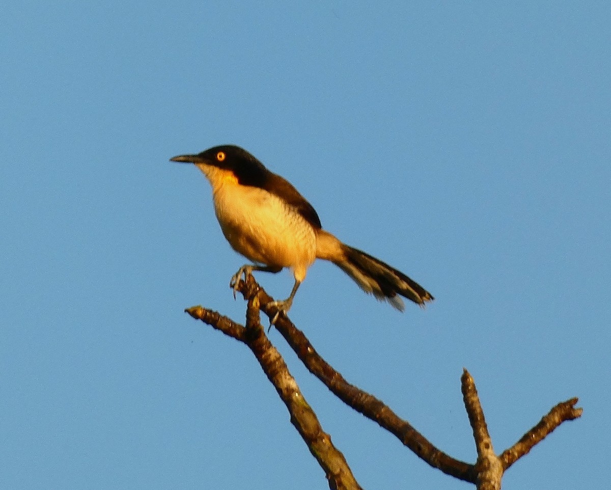 Black-capped Donacobius - ML599789661