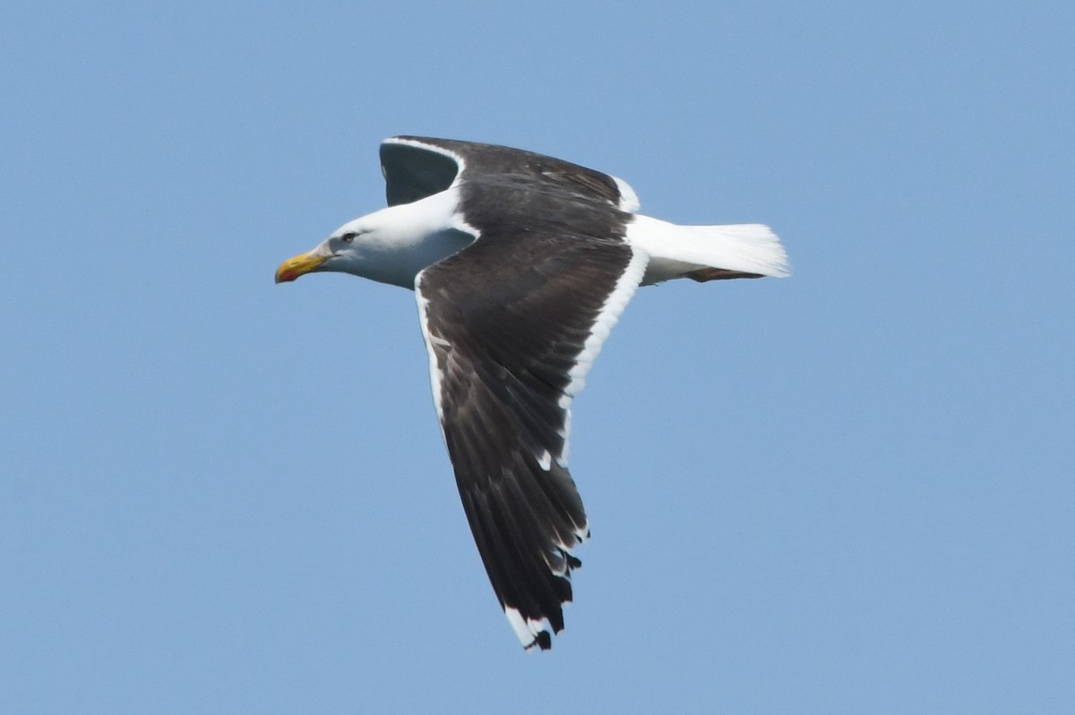 Great Black-backed Gull - ML599789951