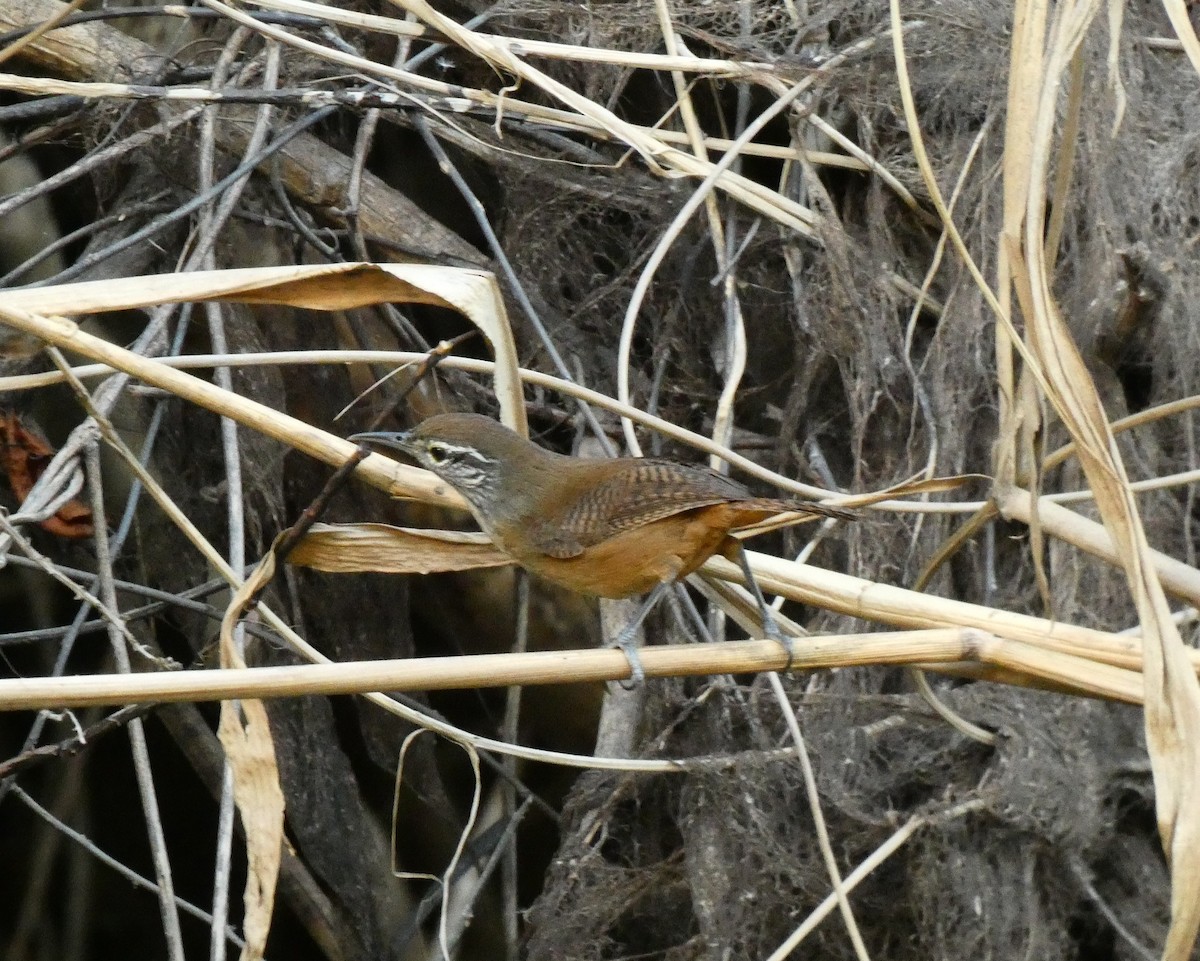 Buff-breasted Wren - ML599790561