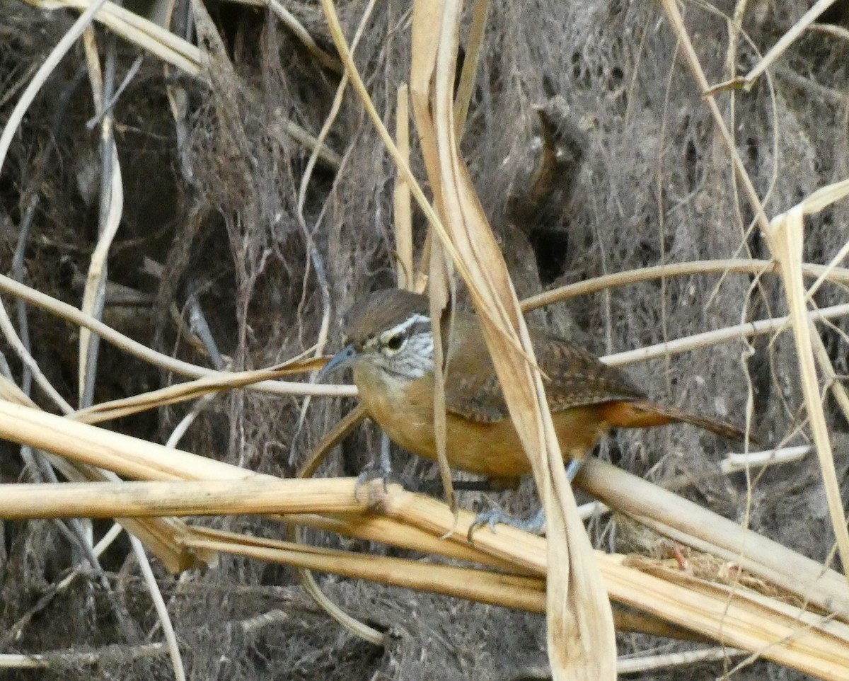 Buff-breasted Wren - ML599790621