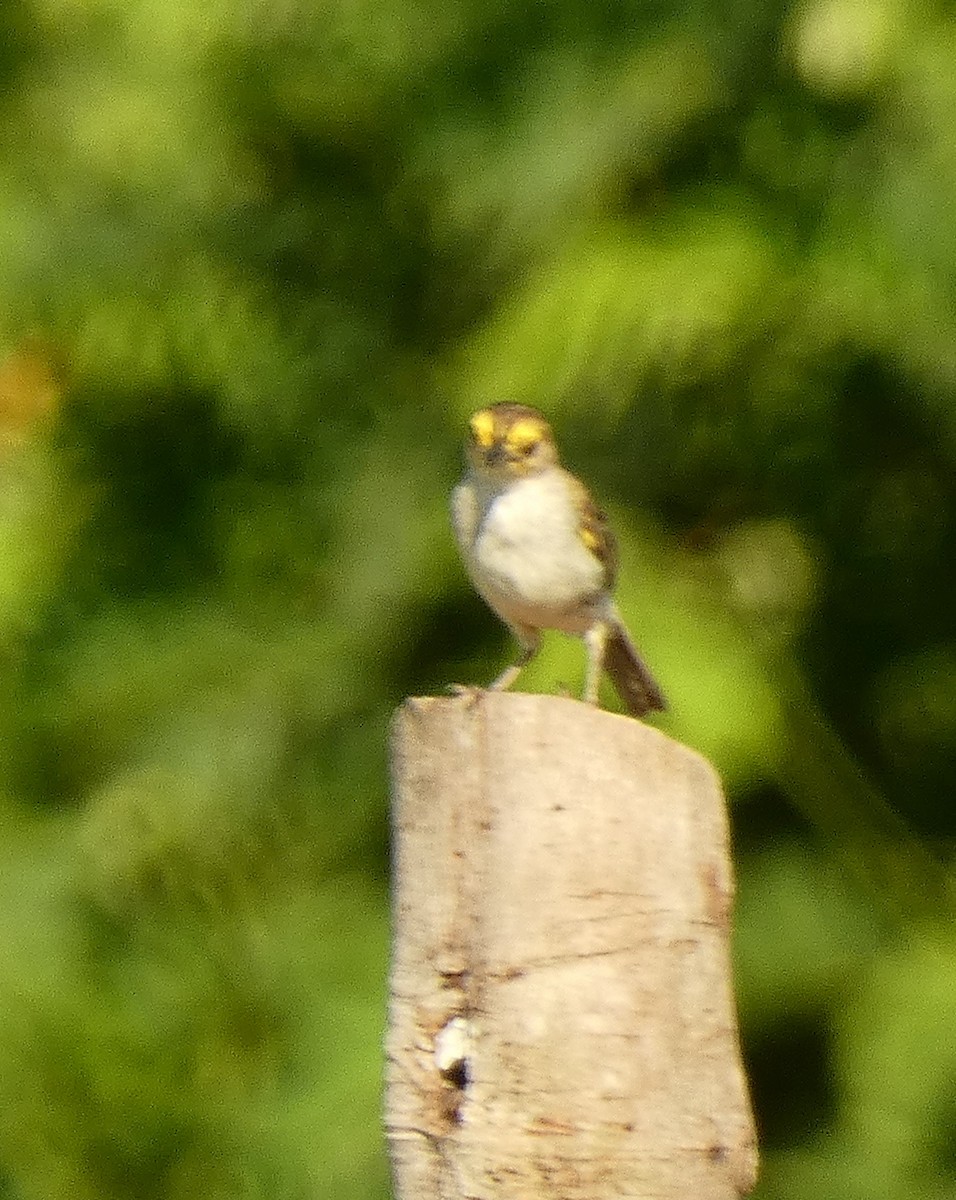 Yellow-browed Sparrow - ML599790681