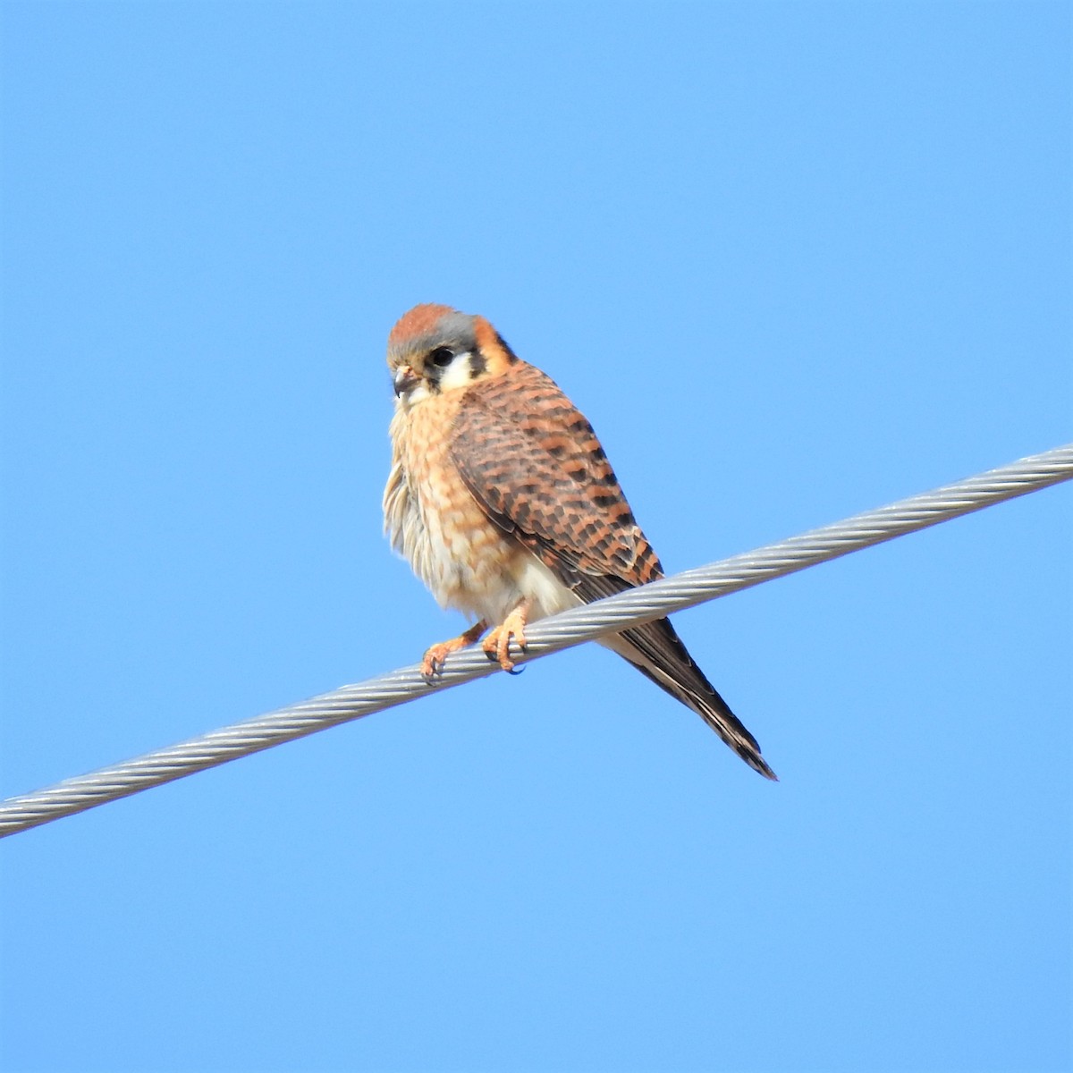 American Kestrel - ML599791381