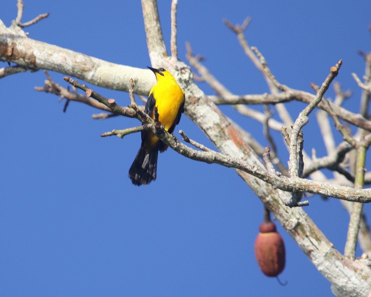 Oriole Blackbird - ML599791741