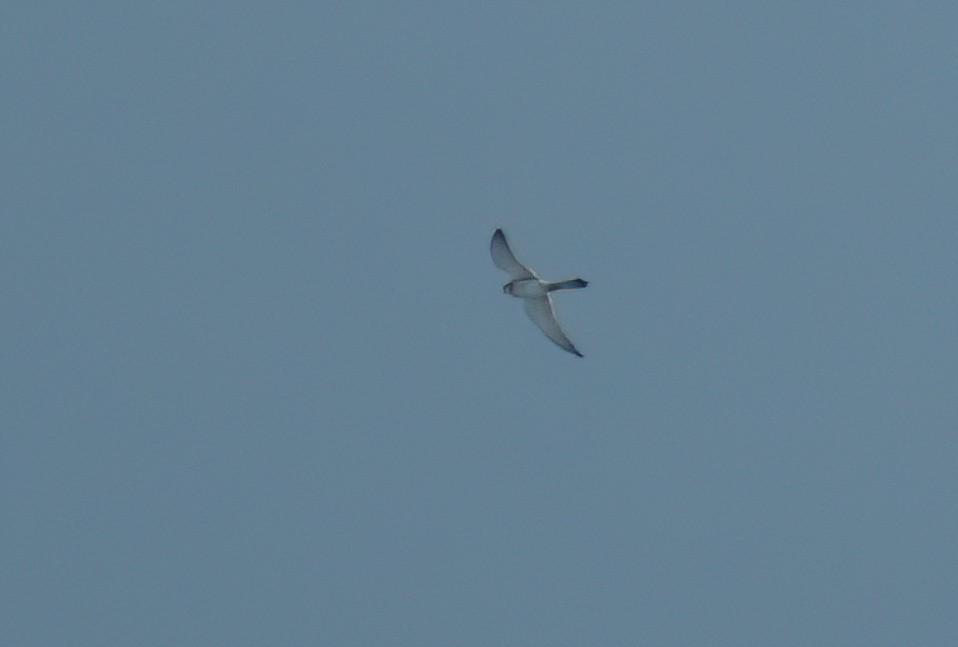 Nankeen Kestrel - ML599791881