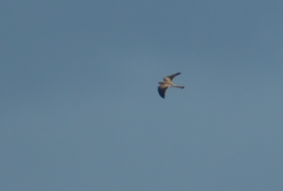 Nankeen Kestrel - ML599791891