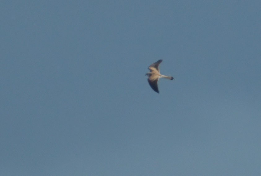 Nankeen Kestrel - ML599791901