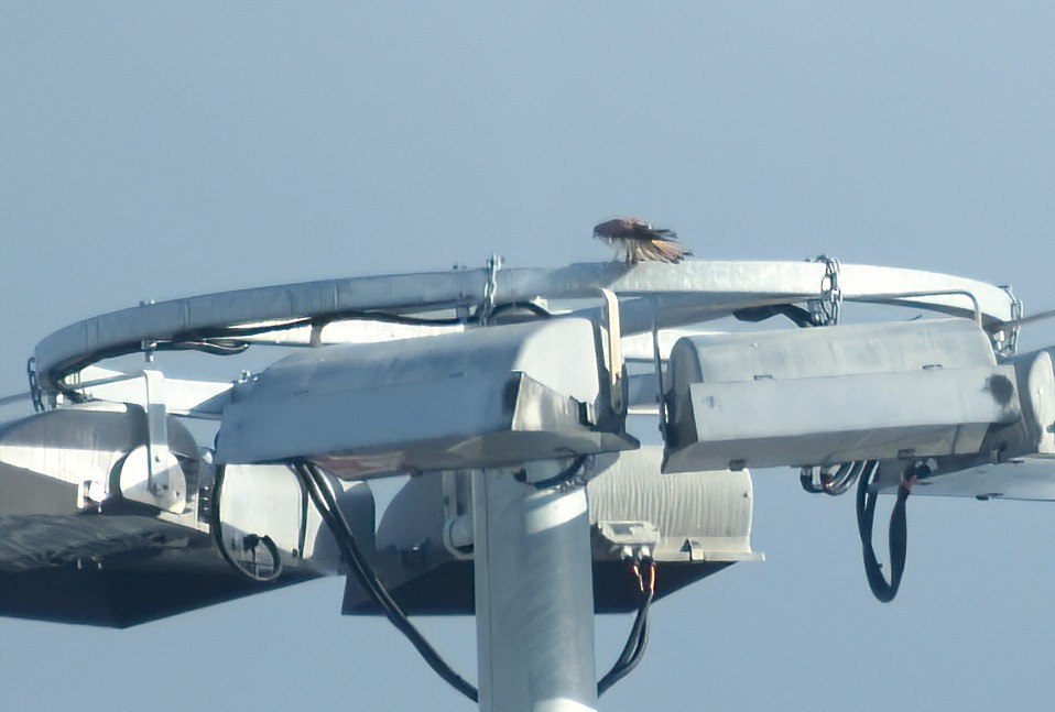 Nankeen Kestrel - ML599791911