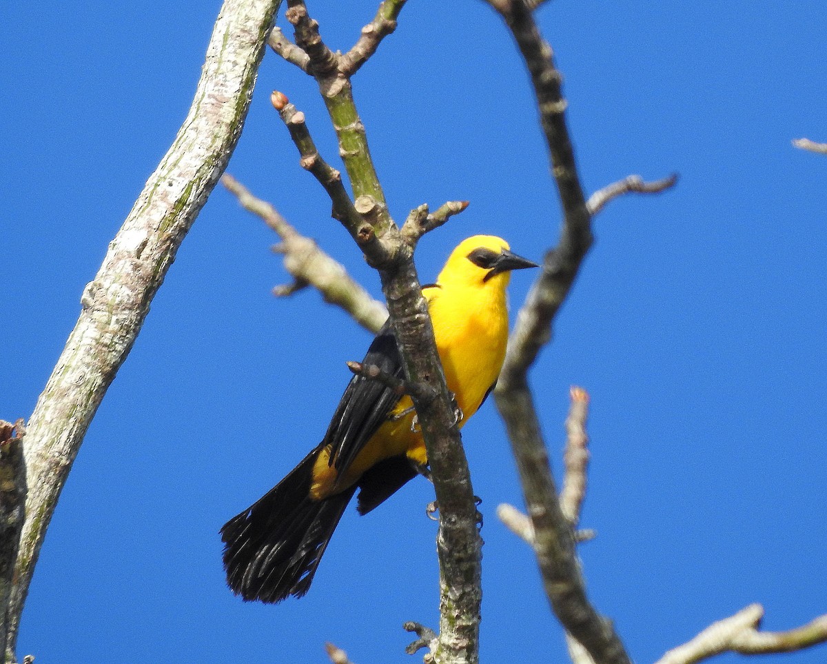 Oriole Blackbird - ML599791921