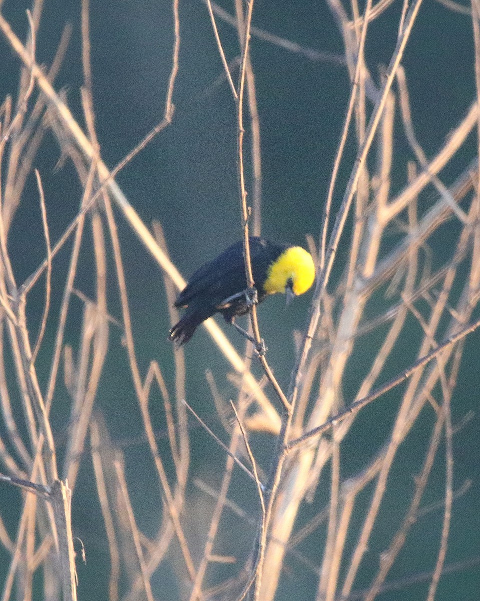 Yellow-hooded Blackbird - ML599792011