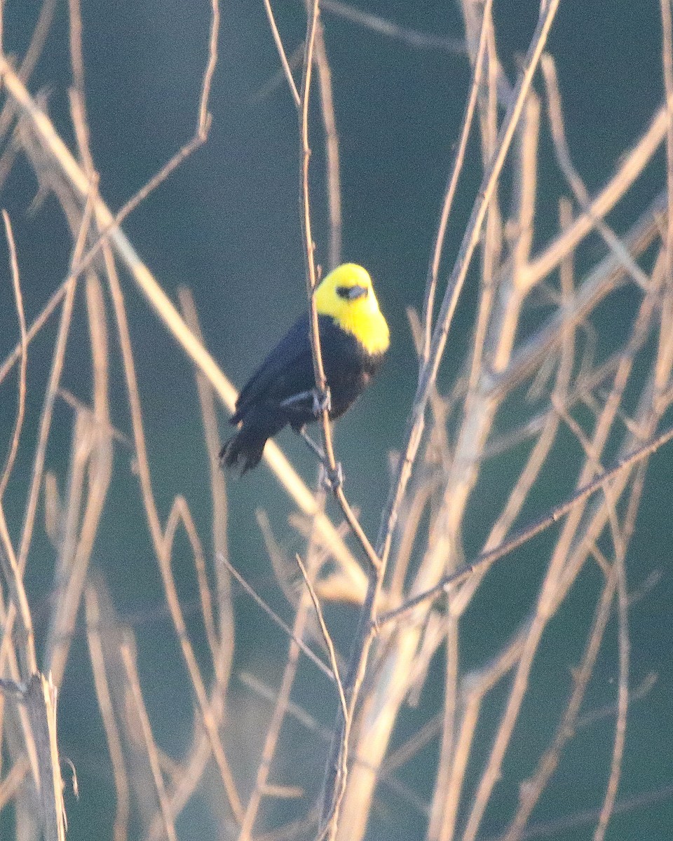 Yellow-hooded Blackbird - ML599792041