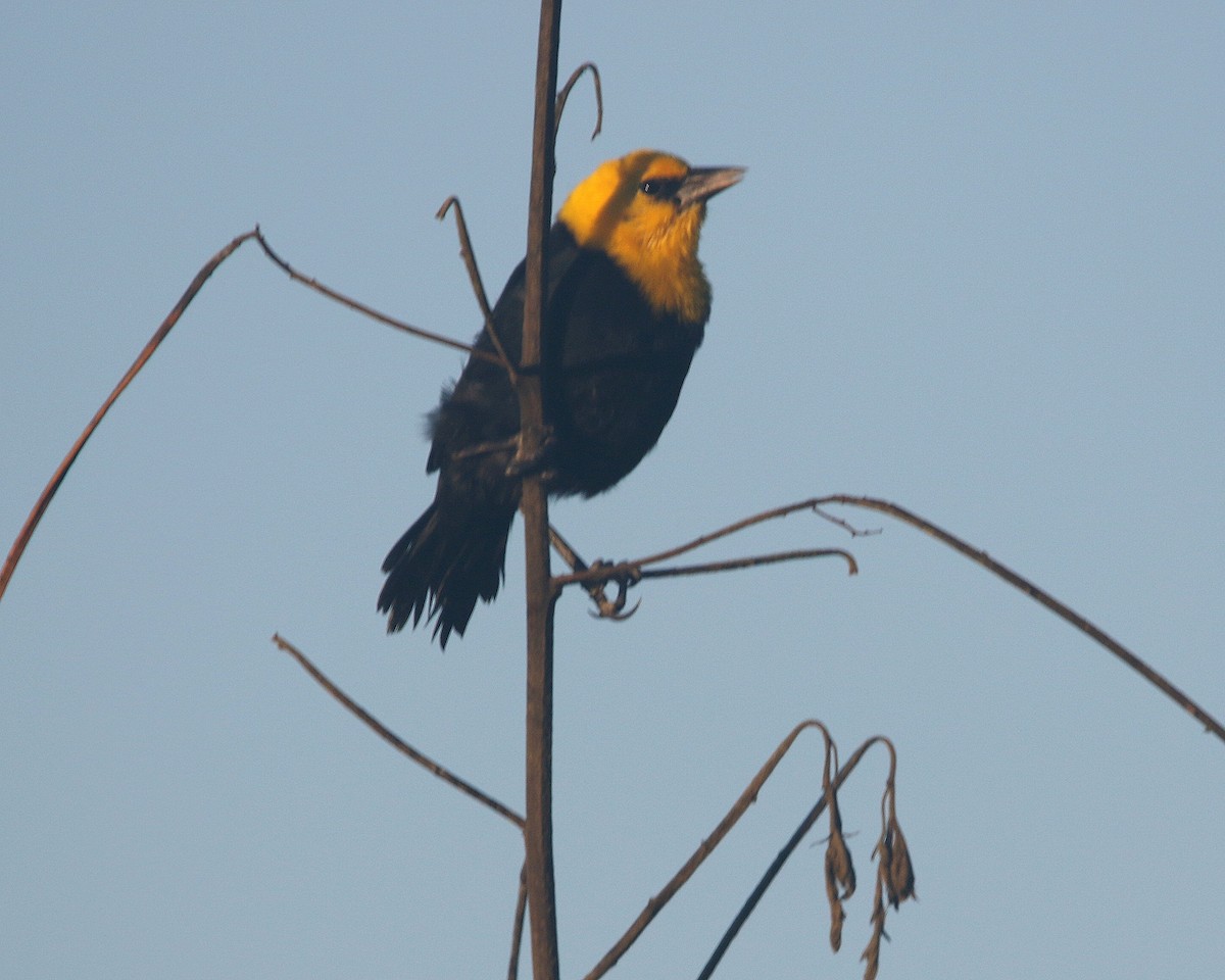 Yellow-hooded Blackbird - ML599792131