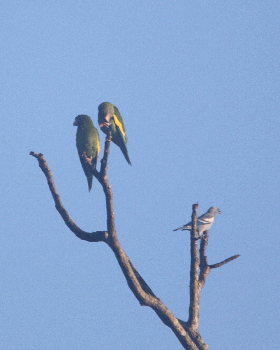 Blue-gray Tanager - ML599792511