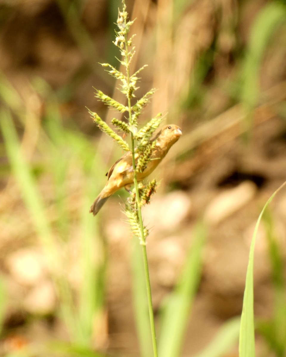 Chestnut-bellied Seedeater - ML599792631