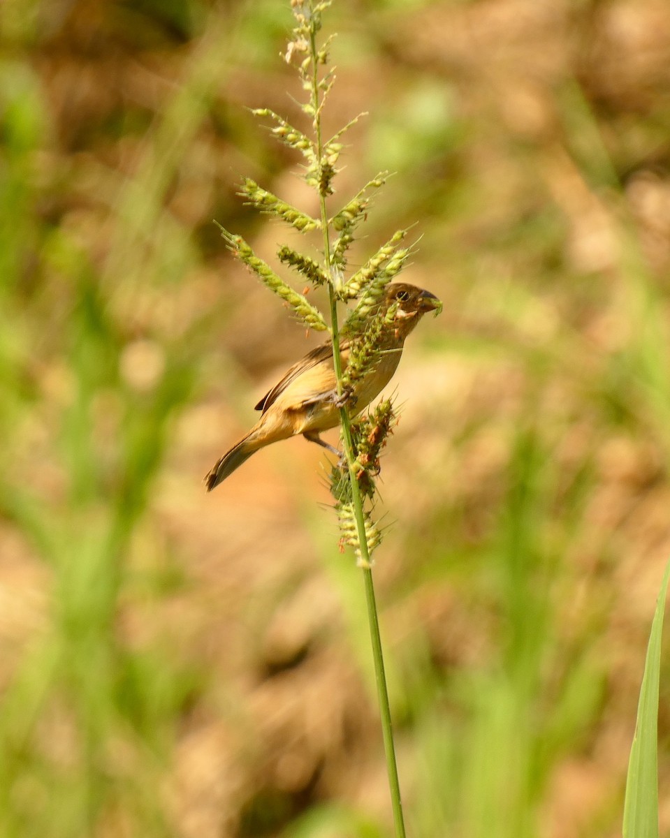 Chestnut-bellied Seedeater - ML599792691