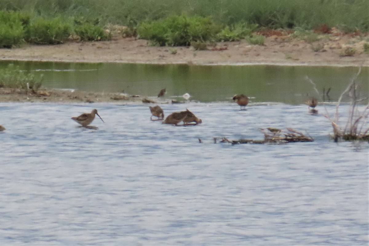 Long-billed Dowitcher - ML599792711