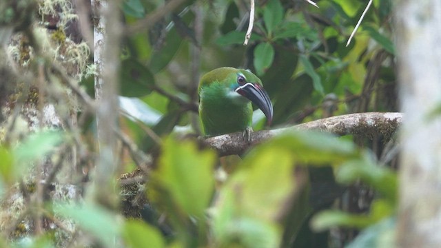 Chestnut-tipped Toucanet - ML599793531