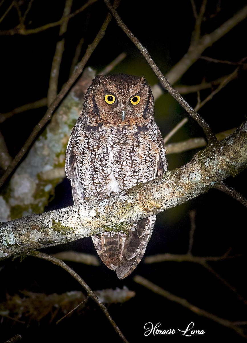 Long-tufted Screech-Owl - ML599793671
