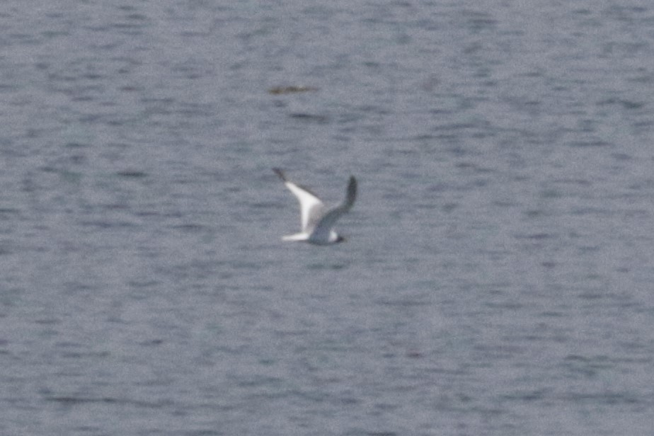 Sabine's Gull - Lancy Cheng