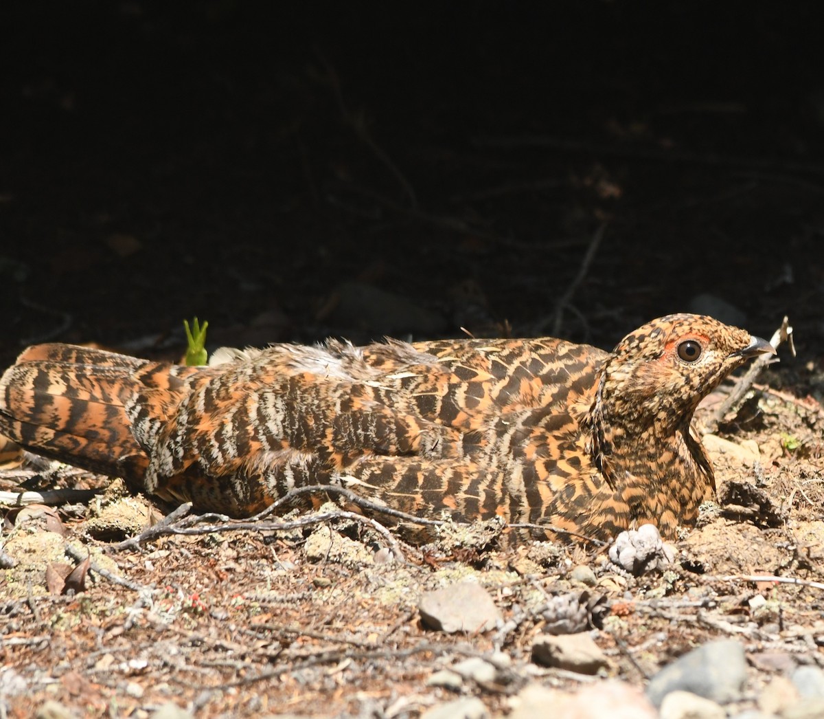 Spruce Grouse - ML599794011