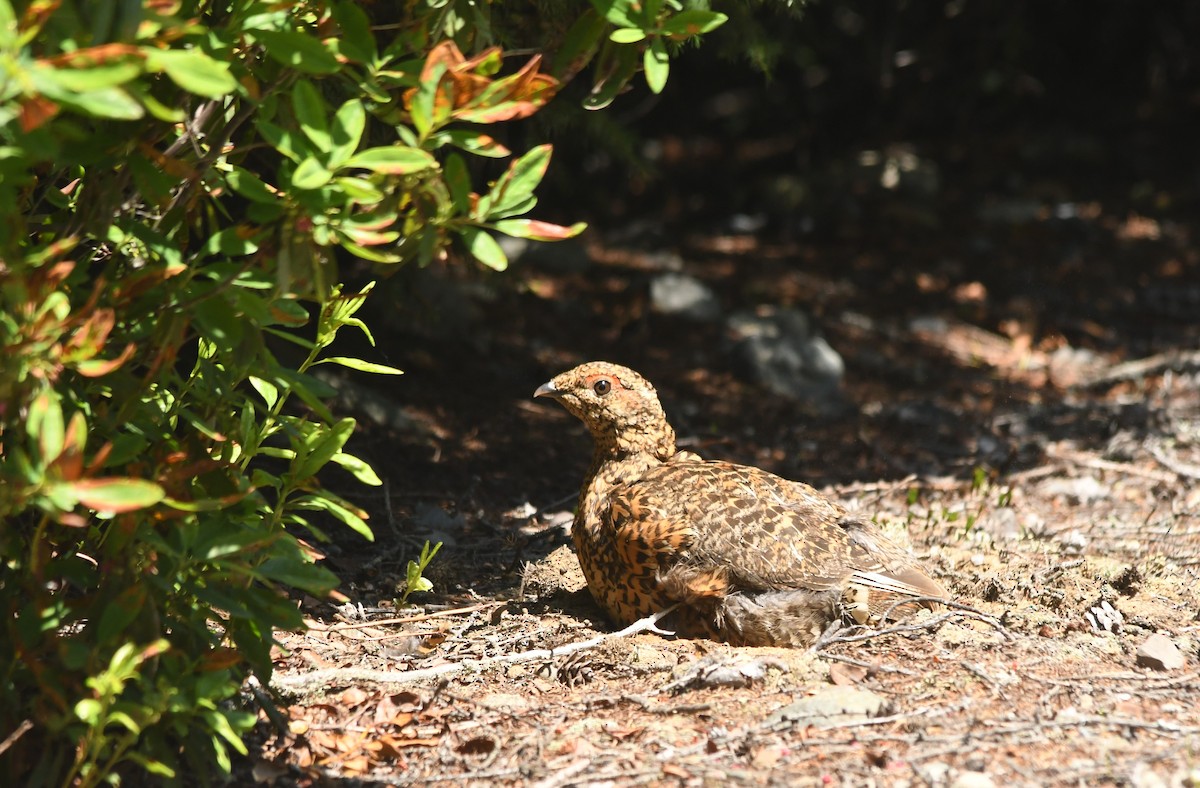 Spruce Grouse - ML599794191