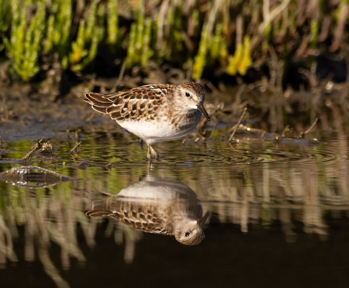 Least Sandpiper - ML599794331