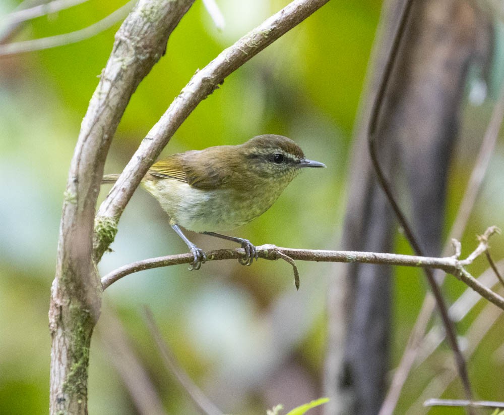 Sulawesi Leaf Warbler - ML599794391