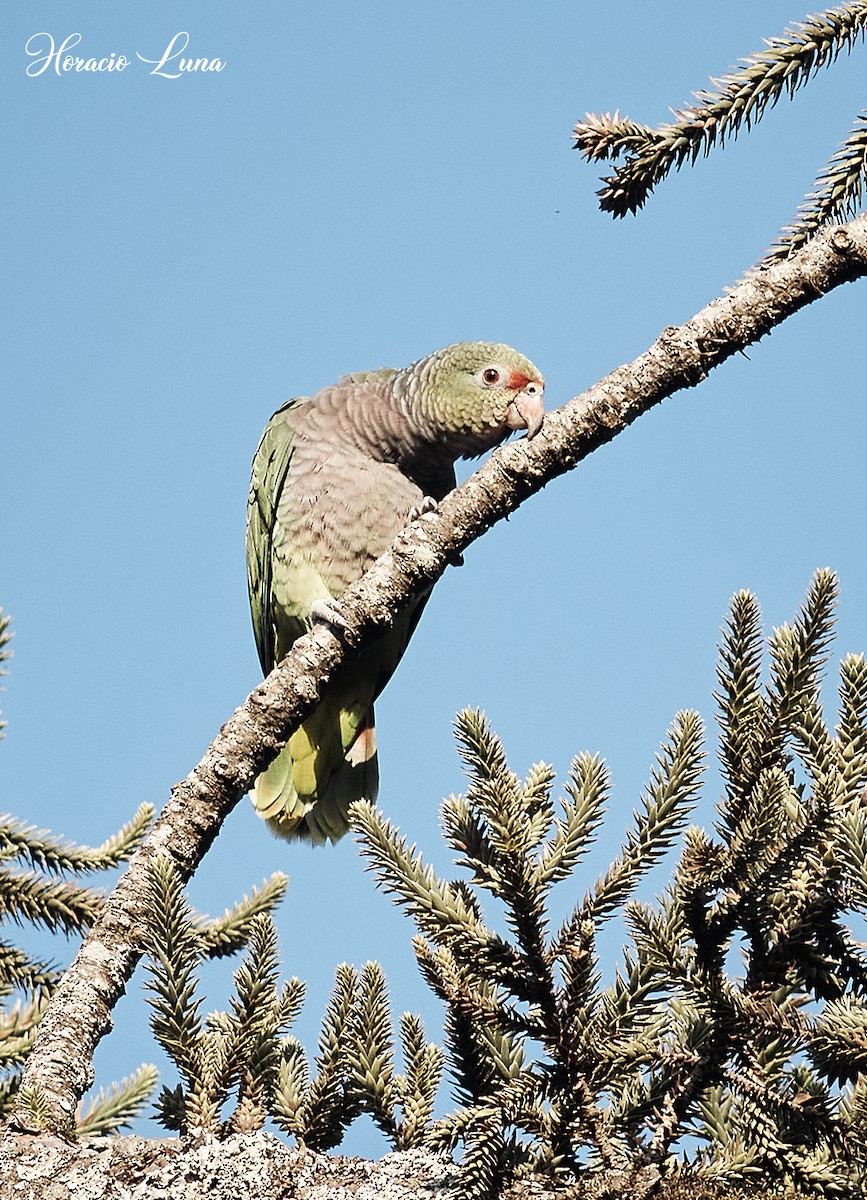 Vinaceous-breasted Parrot - ML599794471