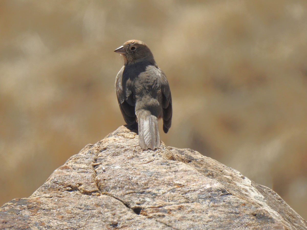 Canyon Towhee - ML599794581