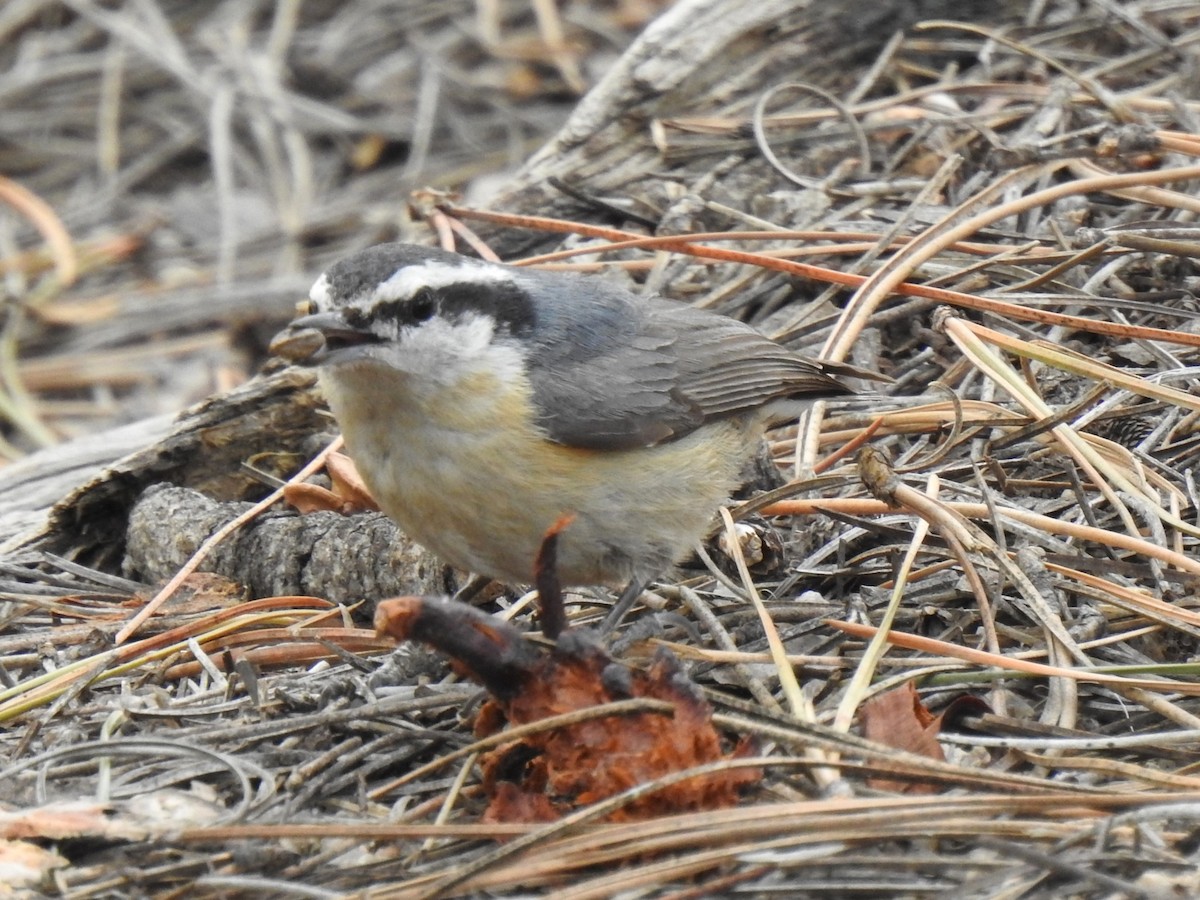 Red-breasted Nuthatch - ML599795411