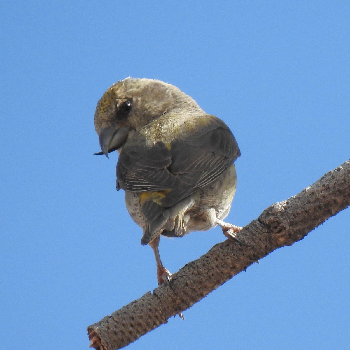 Red Crossbill - ML599796001