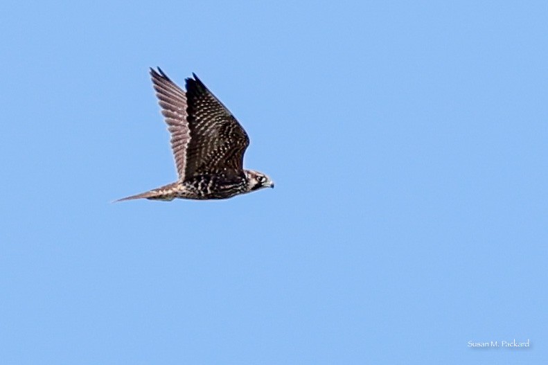 Peregrine Falcon - Susan Packard