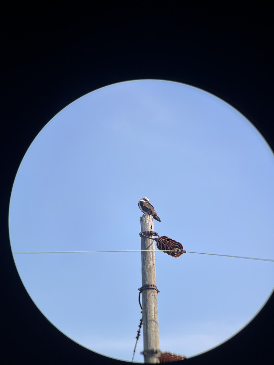 Águila Pescadora (carolinensis) - ML599796861